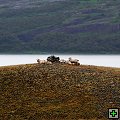 thn_300-D91_1663_Jezero Logurinn na řece Lagarfljót.jpg
